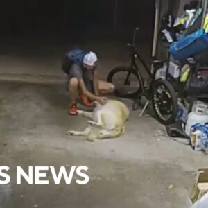 Watch: Dog confronts thief at home, lays over for belly rubs