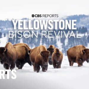 Yellowstone Bison Revival | CBS Reports