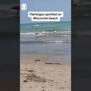 Flamingos spotted on Wisconsin beach #shorts