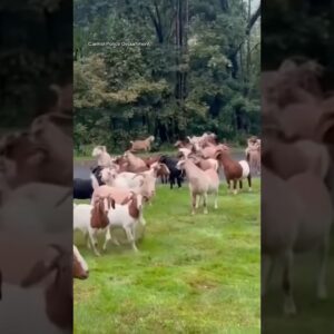 Police dog herds loose goats in New York #shorts
