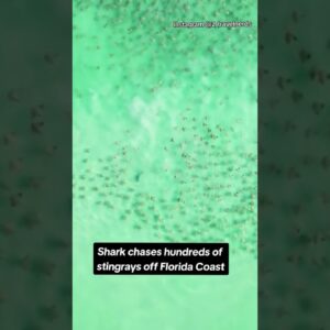 Shark chases hundreds of stingrays off Florida coast #shorts