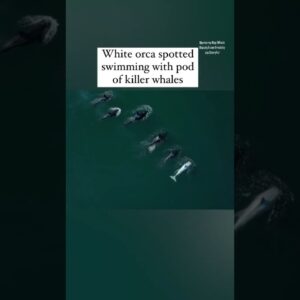 White orca spotted swimming with killer whales #shorts