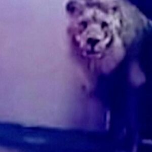 Escaped circus lion roams streets of Italy