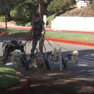 Woman takes in seven dogs with disabilities as therapy dogs