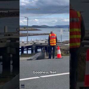 Neil the seal strikes again #shorts