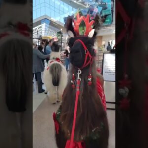 Therapy llamas are greeting holiday travelers at Portland International Airport #shorts