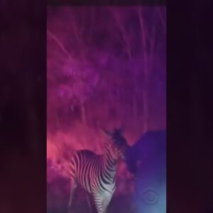 Animals saved from fiery truck #shorts