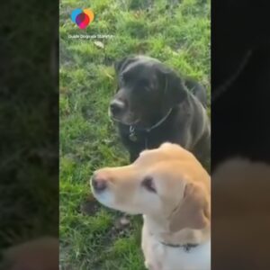 Guide dog brothers reunite after 10 years apart #shorts