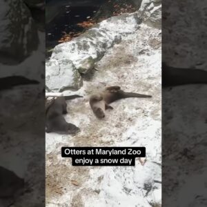 Otters enjoy snow day #shorts