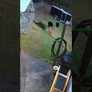 Small dog chases three bears away #shorts