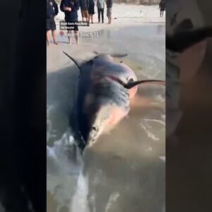 Pregnant great white shark washes ashore in Florida #shorts
