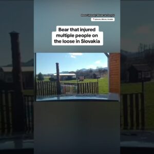 Bear that injured multiple people on the loose in Slovakia #shorts