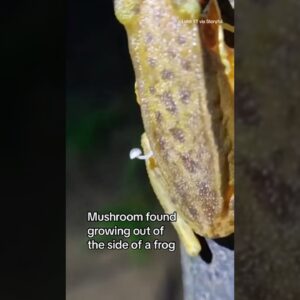 Mushroom found growing out of frog's side #shorts