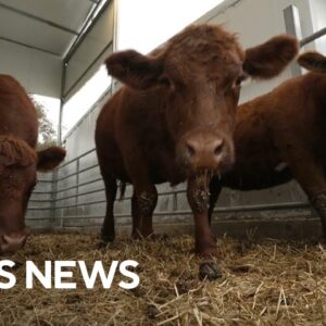 The unlikely role red cows play in war between Israel and Hamas