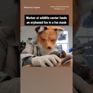 Worker at wildlife center feeds orphaned fox in fox mask #shorts