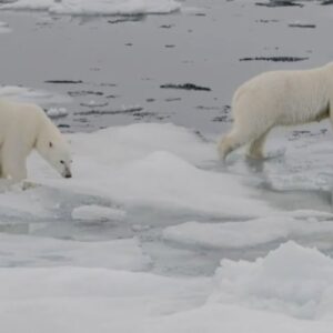 New research shows millions of species could face extinction due to climate change