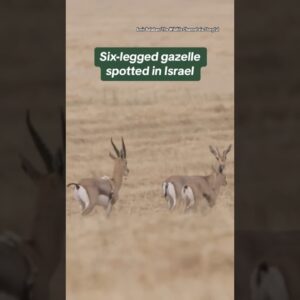 6-legged gazelle spotted in Israel #shorts