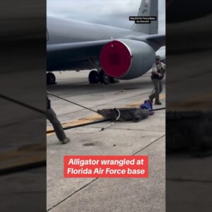 Alligator wrangled at Florida Air Force base #shorts