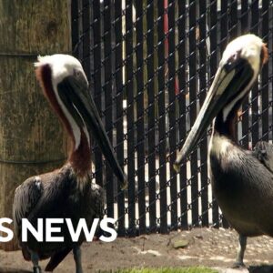 Florida's growing seabird population impacts local wildlife and a rescue org tries to help