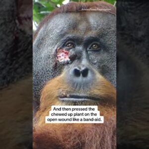 Orangutan uses medicinal plant to treat injury #shorts