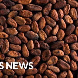 Why cocoa prices are soaring to record levels