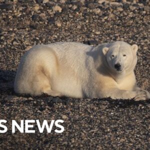 Climate change putting Hudson Bay polar bears at risk, study finds