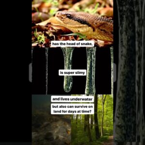 Super slimy invasive animal slithers around on land, but lives underwater #shorts