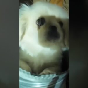 Rescue team frees puppy trapped in air vent #shorts