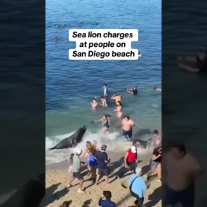 Sea lion charges at people while defending pups #shorts