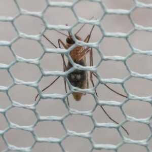 West Nile cases springing up in U.S.