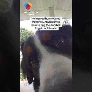 Dog rings doorbell to get back in house #shorts
