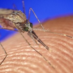 Mosquitos could spread more disease in the U.S. as their season gets longer