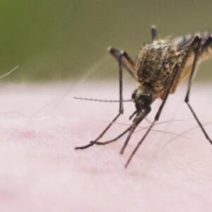 What to know about mosquito-borne EEE virus