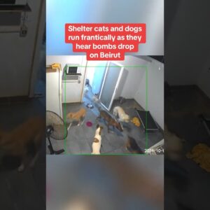 Shelter cats and dogs run frantically as bombs are dropped on Beirut #shorts