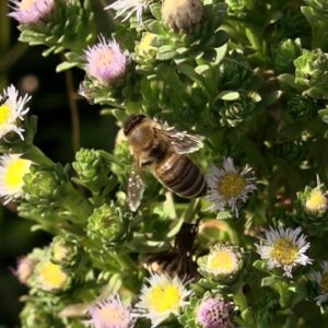 How honeybees can be used to collect environmental data