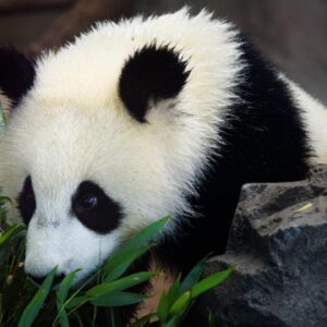 How wildlife reacts to changing climate