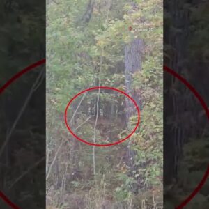 43 monkeys are on the loose after escaping a South Carolina research facility #shorts