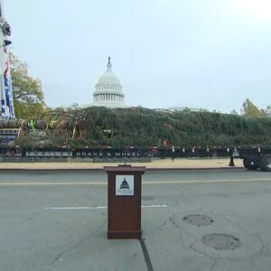 80-foot Christmas tree from Alaska arrives at Capitol lawn | full video