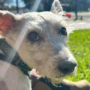 New Orleans community hoping to find escaped rescue dog before Thanksgiving