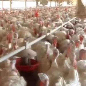 Details on severe human case of bird flu in Louisiana
