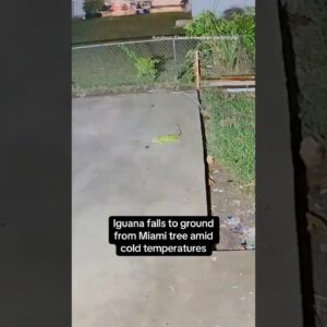 Camera captures iguana falling from Miami tree amid cold temperatures #shorts