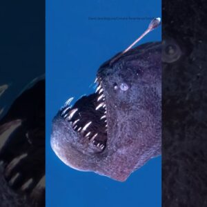 Black seadevil, usually only found in deep sea, spotted in blue waters #shorts