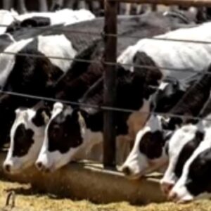 Deadly bird flu strain detected in Nevada cows for first time