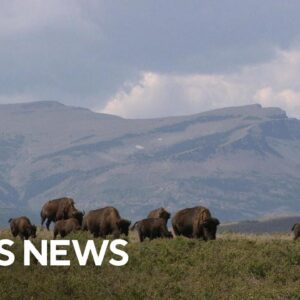 How animals can help fight climate change