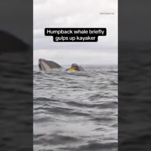 Humpback whale briefly gulps up kayaker in Chile #shorts