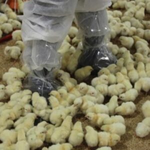 New York temporarily shuts down some poultry markets over bird flu concerns
