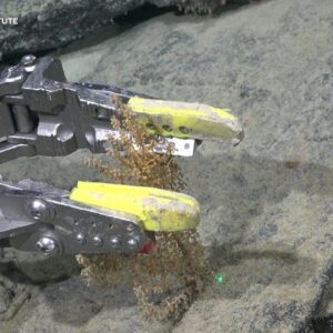 Antarctic ice shelf reveals never-before-seen seafloor ecosystem