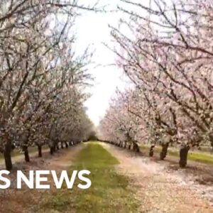 Finding almond blossoms in unlikely places