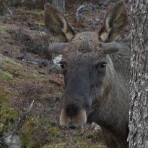 "The Great Moose Migration" kicks off in Sweden