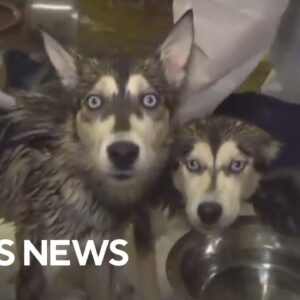 Dogs rescued by Humane Society after San Diego plane crash